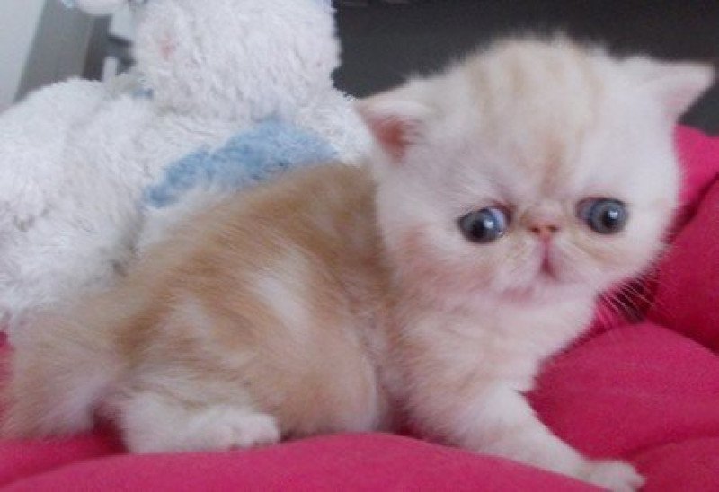 Victor de l'Odyssée Perse de l'Odyssée Perse Mâle Exotic Shorthair