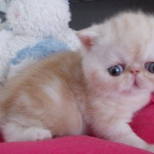 Victor de l'Odyssée Perse de l'Odyssée Perse Mâle Exotic Shorthair