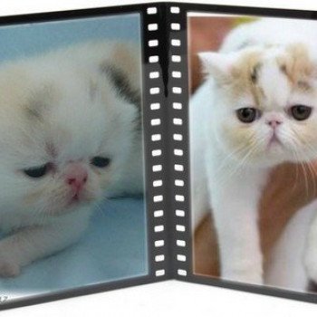 chat Exotic Shorthair Sidonie Chatterie de l'Odyssée Perse