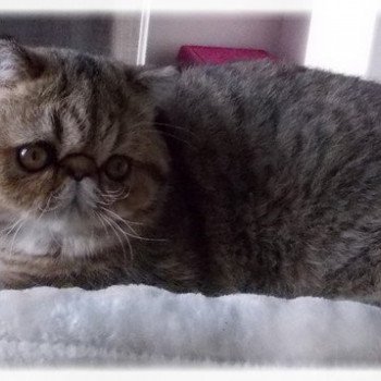 chat Exotic Shorthair Sidonie Chatterie de l'Odyssée Perse